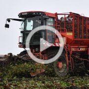 Holmer T2 zbior burakow 2022 film 180x180 ROPA Euro Maus   załadunek buraków cukrowych (VIDEO)