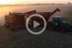 Case Claas Lexion Baryla zniwa 2023 film 240x160 Żniwa 2017: Kombajny Case IH z CGFP w rzepaku (VIDEO)