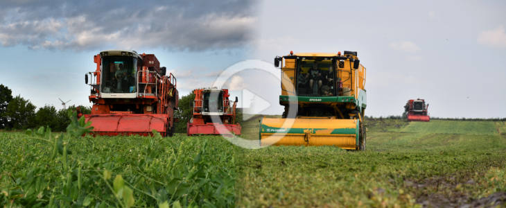 Ploeger BCMH groszek 2023 film Kombajny BCMH Tech SB9000   groszkowe żniwa dobiegają końca   VIDEO