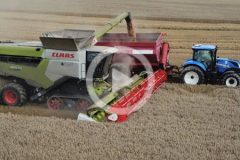 Claas Lexion 8900 CGFP zniwa 2023 film 240x160 CLAAS LEXION 8900 TerraTrac, Cemos Automatic na polach CGFP Wojnowo   VIDEO