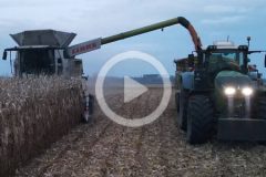 Claas Lexion 770 Fendt 939 1050 kukurydza 2023 film 240x160 Jak sypała kukurydza w tym roku w CGFP? W polu Claas Lexion 8900