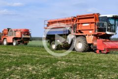 BCMH kombajny groszek 2024 film 240x160 Groszkowe żniwa 2019 ? w polu kombajny FMC 879   VIDEO