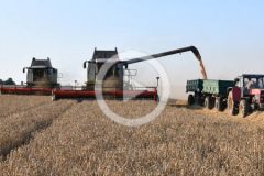 Kom Rol 4x Claas Lexion Ursus 2024 film 240x160 Żniwa 2024   Duet CLAAS LEXION 540 w rzepaku