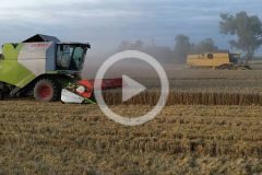 Claas Tucano New Holland TX zniwa 2024 film 240x160 Kukurydziane żniwa 2021 w GR Mojzesowicz   w polu Claas Tucano 440   VIDEO