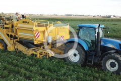 New Holland T6090 Ropa Keiler 2024 film 240x160 Kombajn Ropa Eurotiger podczas zbioru selera korzeniowego   FOTO