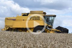 New Holland TX66 CX8080 zniwa GR Markowol 2024 film 2 240x160 Claas Tucano i New Holland TX nadal popularne ? żniwa 2024