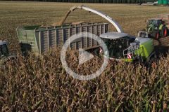 Claas Jaguar 950 Axion Fendt kukurydza 2024 film 240x160 New Holland T7.210 i POMOT Chojna UPR10   ostatnie wapnowanie 2023