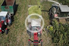 Claas Jaguar Ursus kukurydza 2024 film 240x160 Ursus 1634 + Amazone AD303 ? siew rzepaku 2024 w gospodarstwie Pana Radka