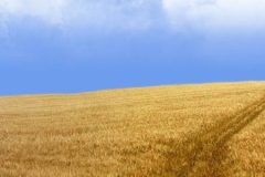 rolnictwo widok 009 240x160 Kobiety agrobiznesu mają moc