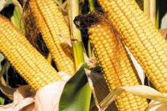 kukurydza 240x160 Syngenta   nowe odmiany kukurydzy 2016