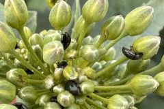 wiosenna ochrona rzepaku 240x160 Grzyby odporne na fungicydy. Jak chronić rzepak?