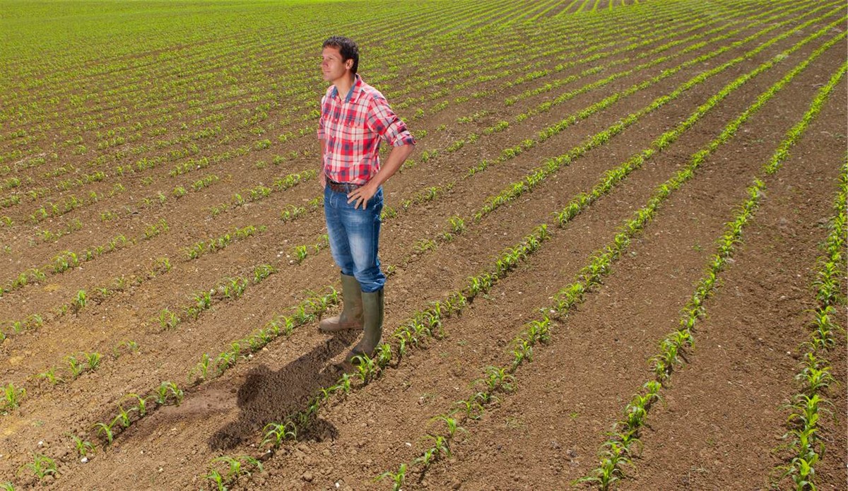 1 rolmako kukurydza Integrowana uprawa – w jaki sposób agrotechnika wspiera redukcję stosowania nawozów, pestycydów i herbicydów