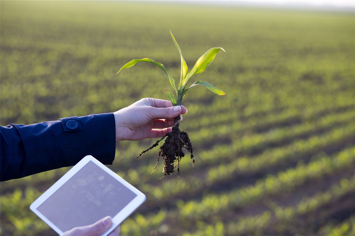 3 rolmako rolnictwo Integrowana uprawa – w jaki sposób agrotechnika wspiera redukcję stosowania nawozów, pestycydów i herbicydów
