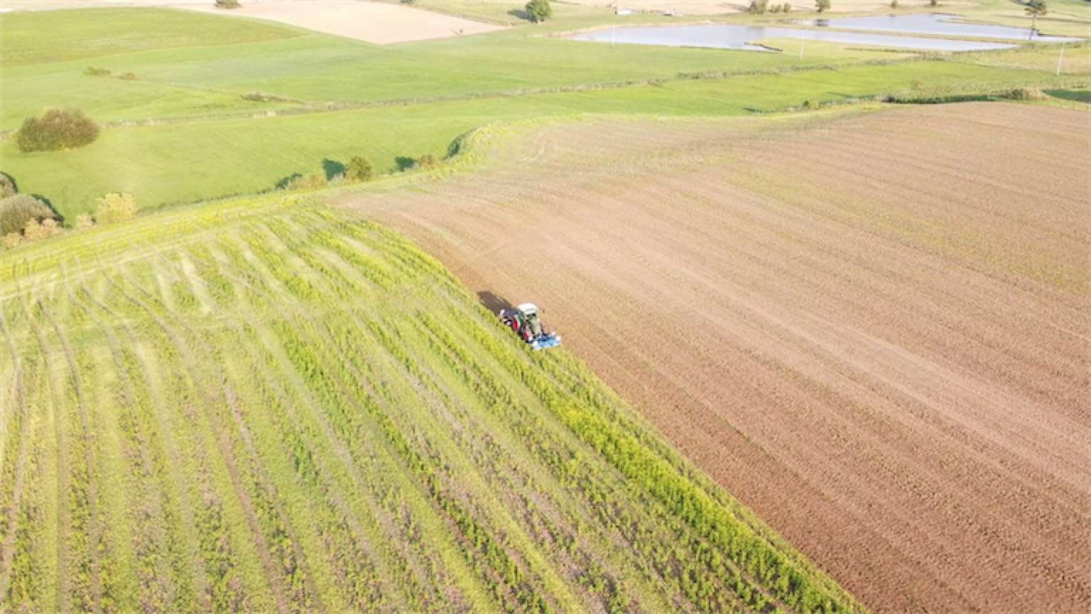 6 Rolmako Uprawa Poplony w ekoschematach – naturalne wsparcie dla żyzności gleby