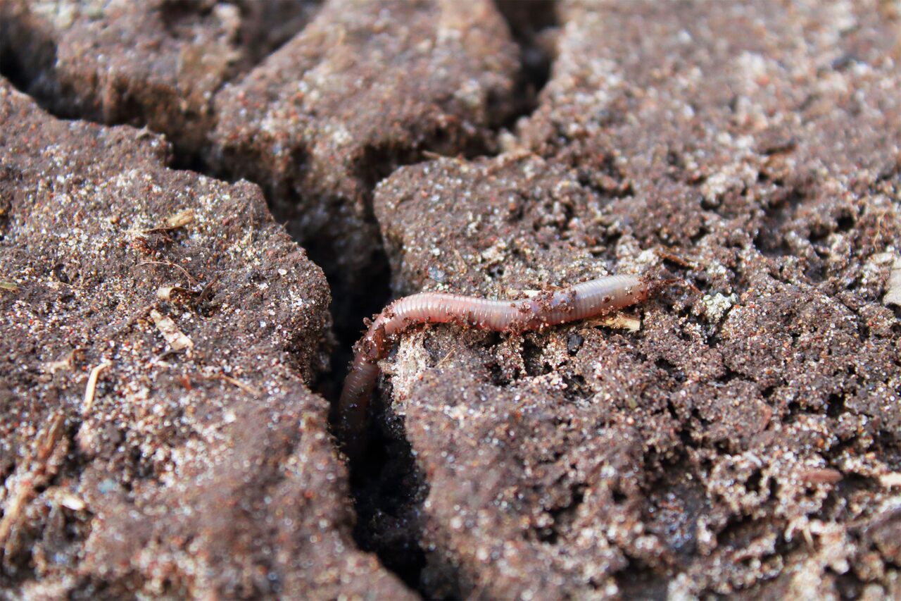 4 rolmako nawoz naturalny Czy tradycyjna orka jest szkodliwa dla dżdżownic?