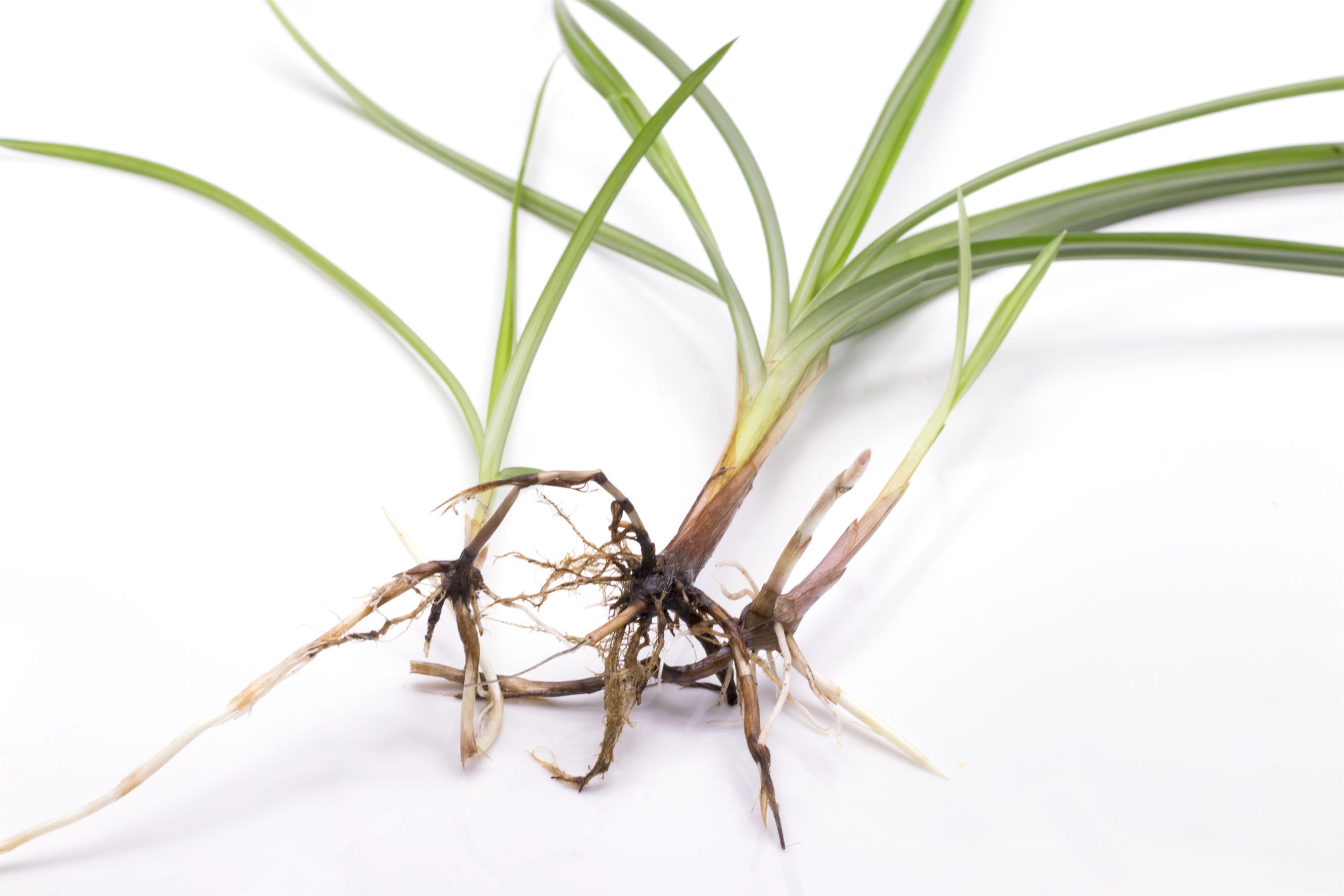 6 rolmako roslina scaled Jak poradzić sobie z trudnościami, które sprawiają, że uprawa bezorkowa nie przynosi oczekiwanych rezultatów?