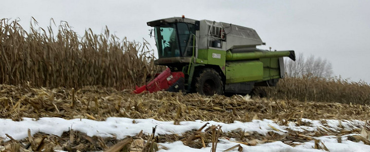 kukurydza_na_ziarno_2025