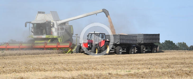 Żniwa 2026 przy dźwięku Ursusów w Kom-rol Kobylniki. W pszenicy Claas Lexion 600 i 580 Kom-Rol_Kobylniki_zniwa_film_2026