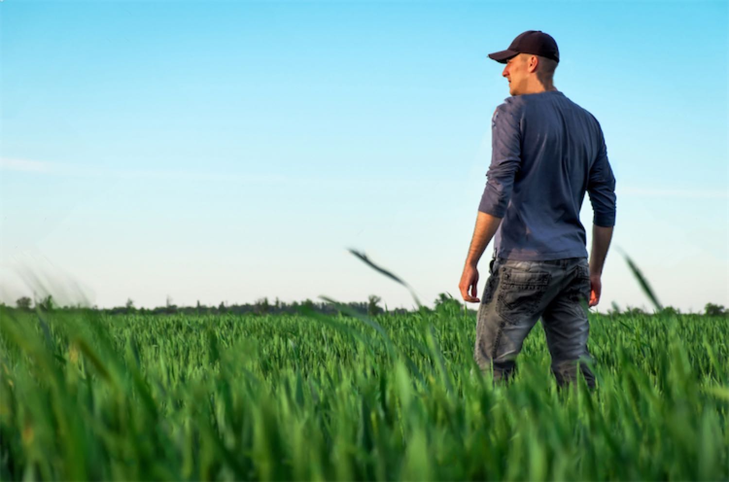 Uprawa Bezorkowa, Siew w Mulcz czy Strip Till – Jak Wybrać Najlepszą Metodę Uprawy? 10 Rolmako Zboze Uprawa Bezorkowa, Siew w Mulcz czy Strip Till – Jak Wybrać Najlepszą Metodę Uprawy?